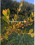 Acacia dictyoneura