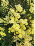 Acacia fimbriata 'Dwarf'