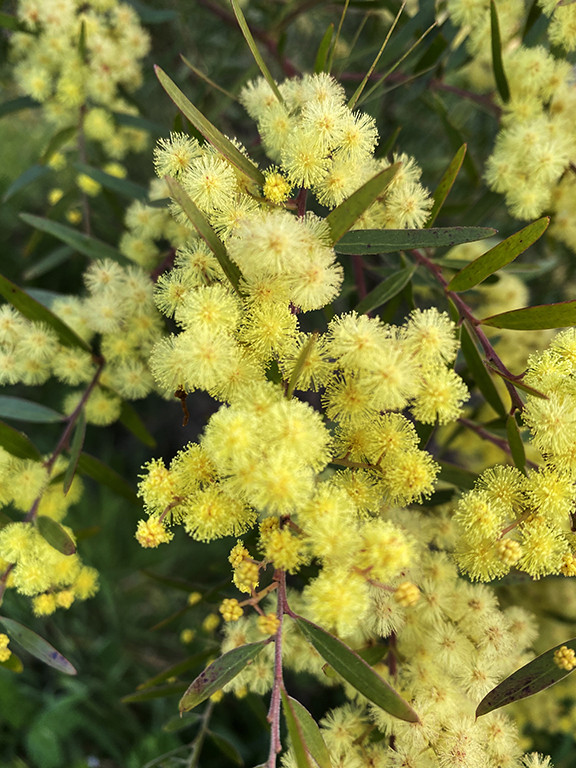 Acacia fimbriata 'Dwarf'