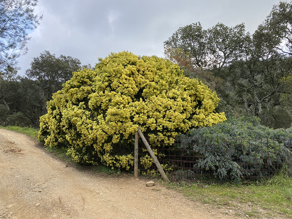 Acacia fimbriata 'Dwarf'