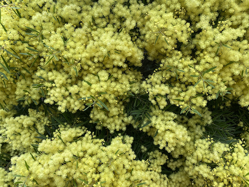 Acacia fimbriata 'Dwarf'