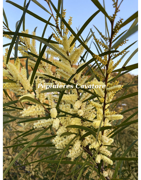 Acacia floribunda