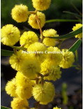 Acacia gladiiformis