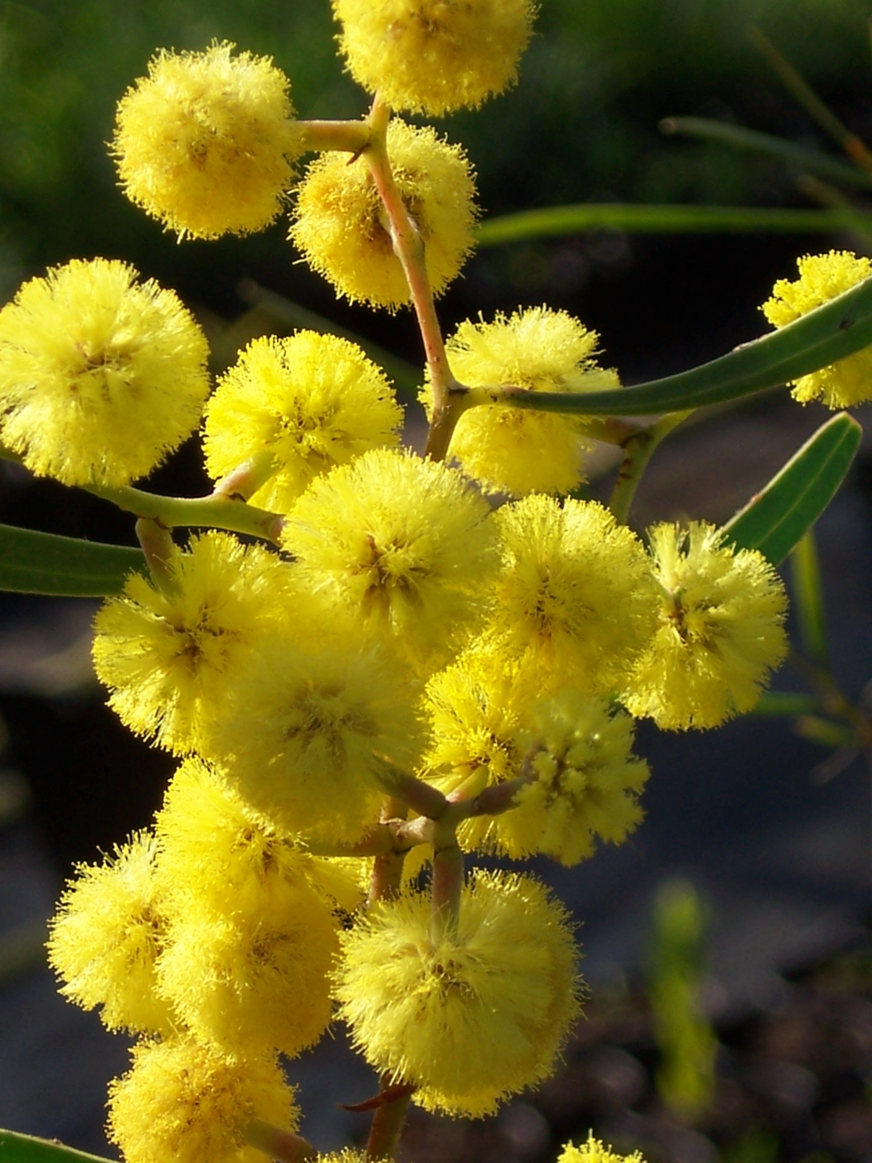 Acacia gladiiformis