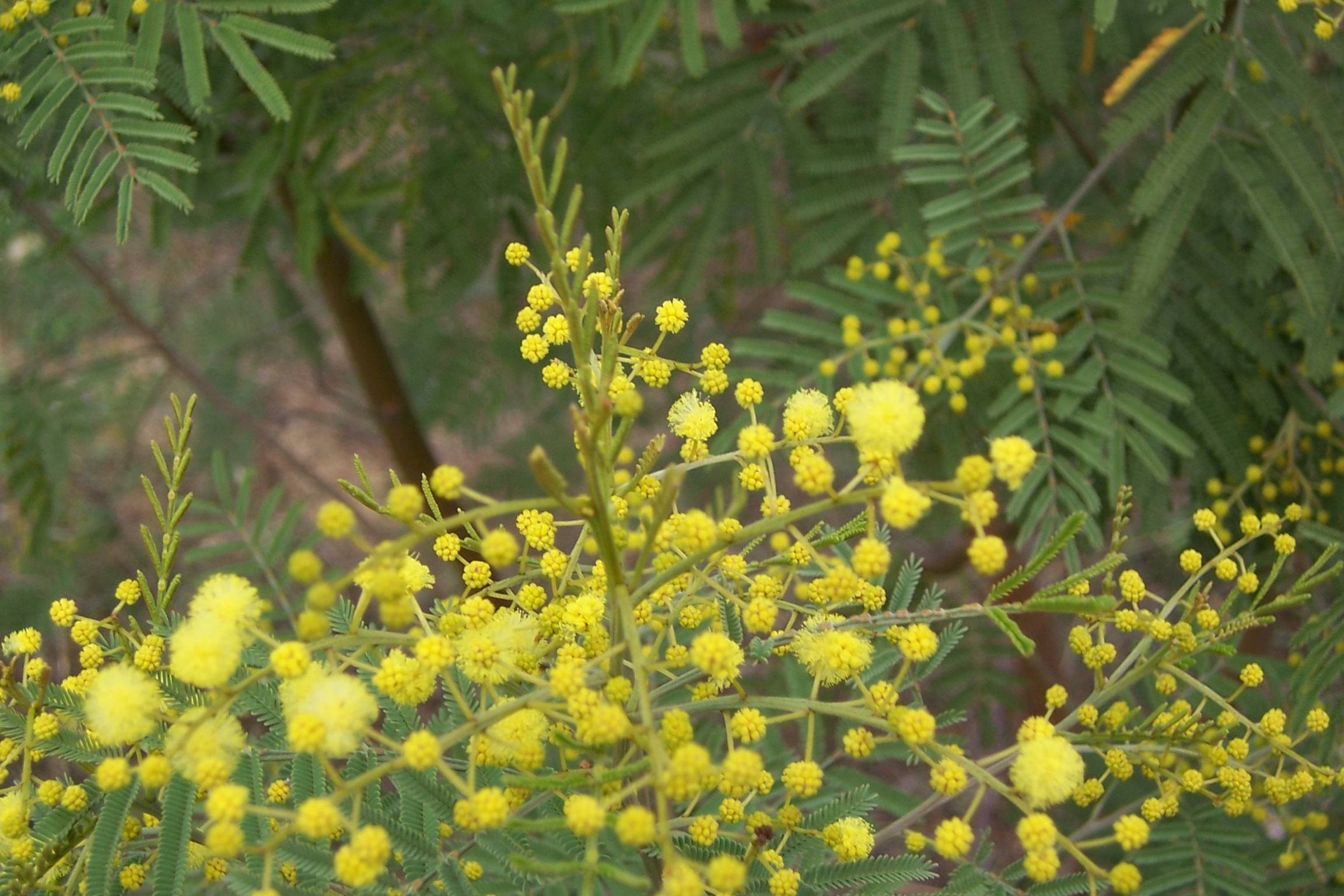 Acacia deanei