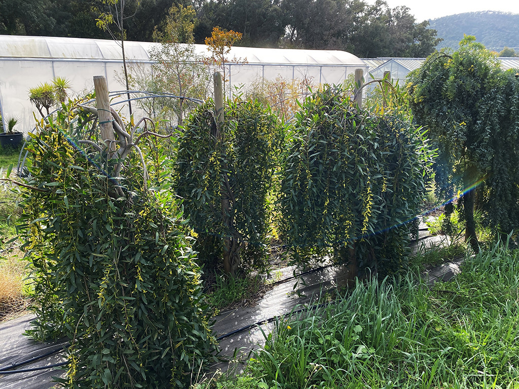 Acacia longifolia 'Prostrate' 1/2 tige