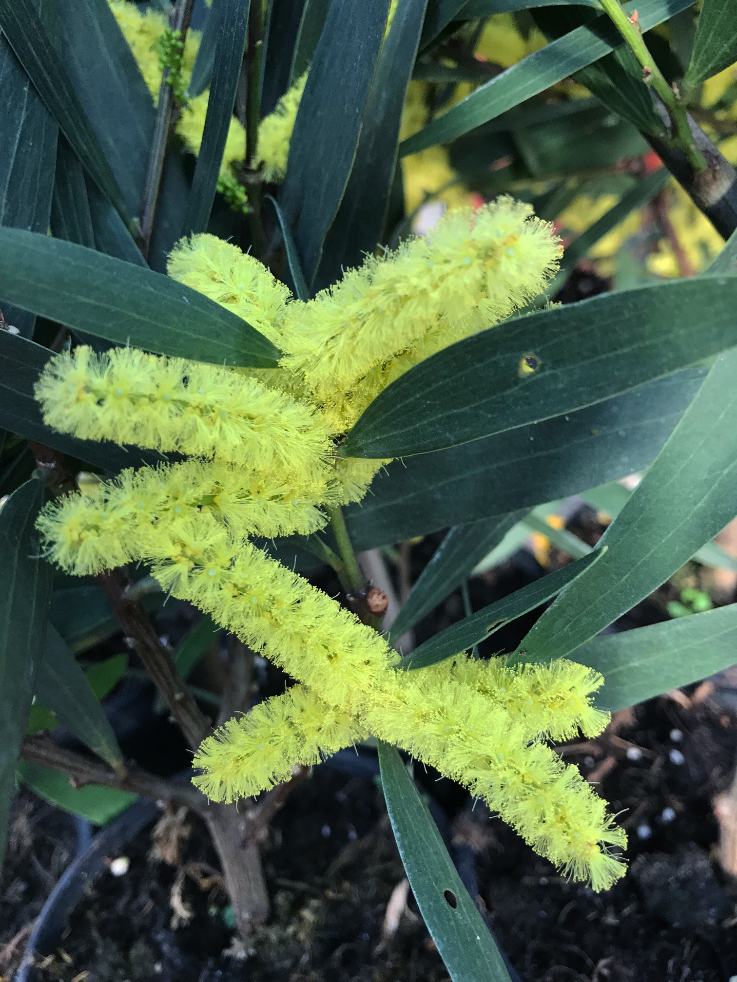 Acacia longifolia 'Prostrate' 1/2 tige