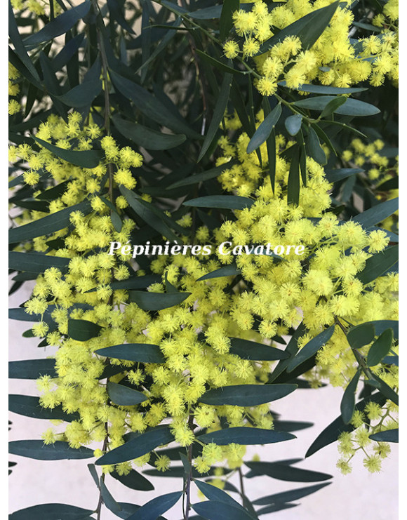 Acacia prominens