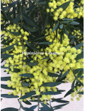 Acacia prominens