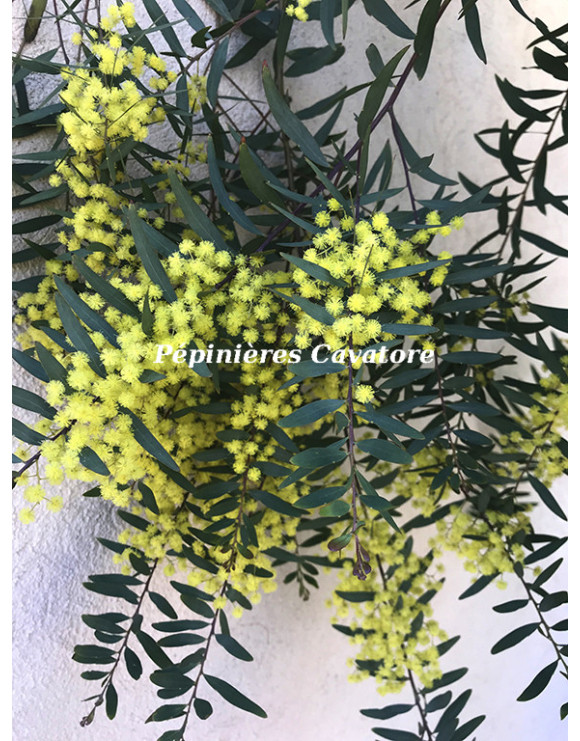 Acacia prominens