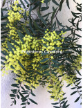 Acacia prominens
