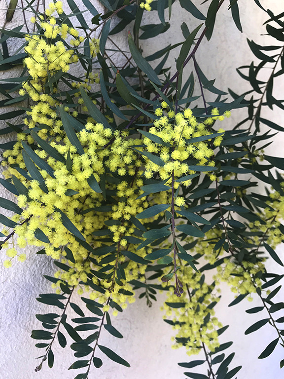 Acacia prominens