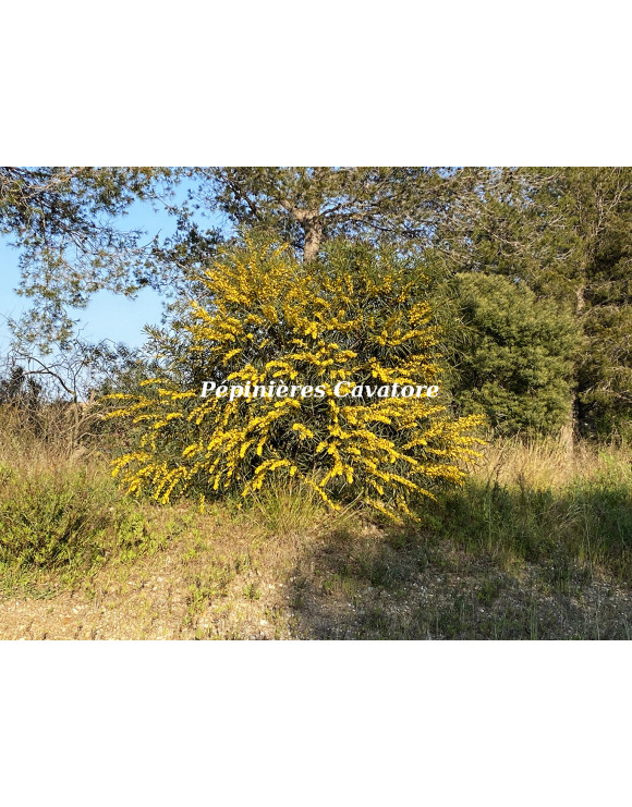 Acacia saligna syn. cyanophylla