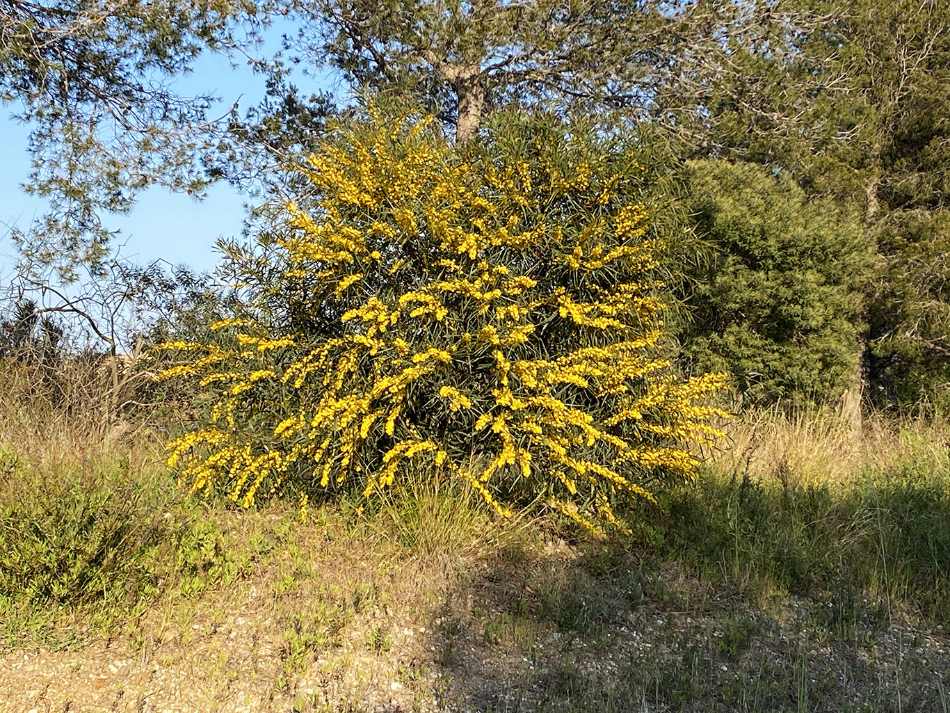 Acacia saligna syn. cyanophylla