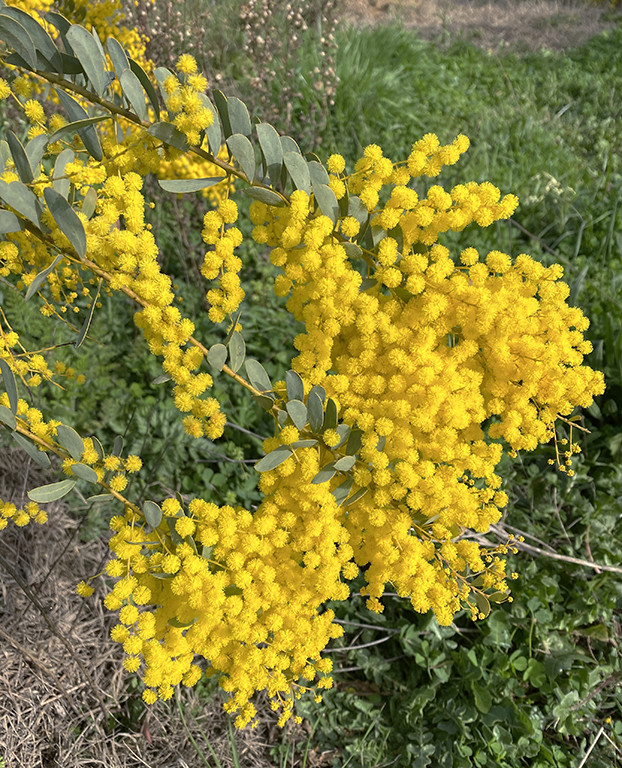 Acacia semilunata