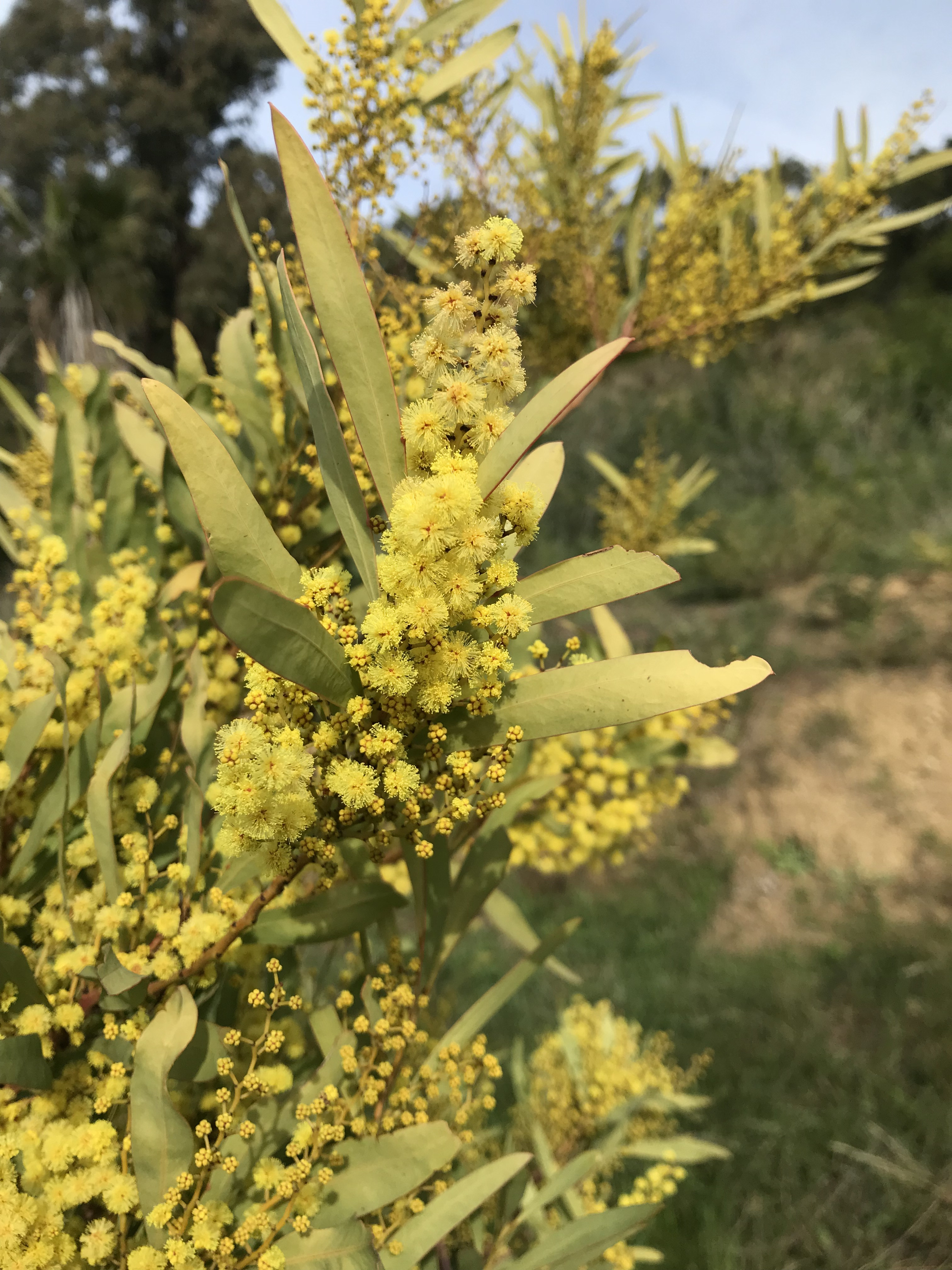 Acacia rubida