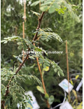 Acacia senegal var. rostrata