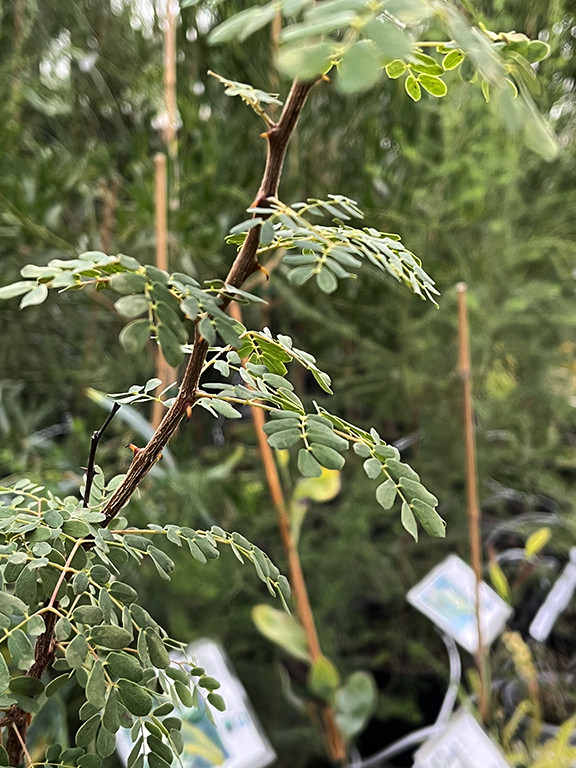 Acacia senegal var. rostrata