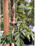 Acacia senegal var. rostrata