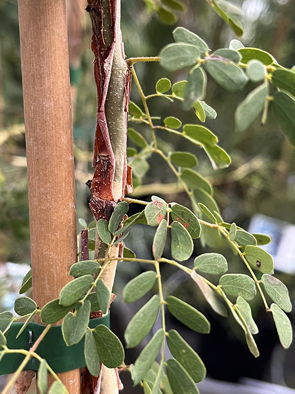 Acacia senegal var. rostrata