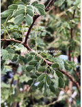 Acacia senegal var. rostrata