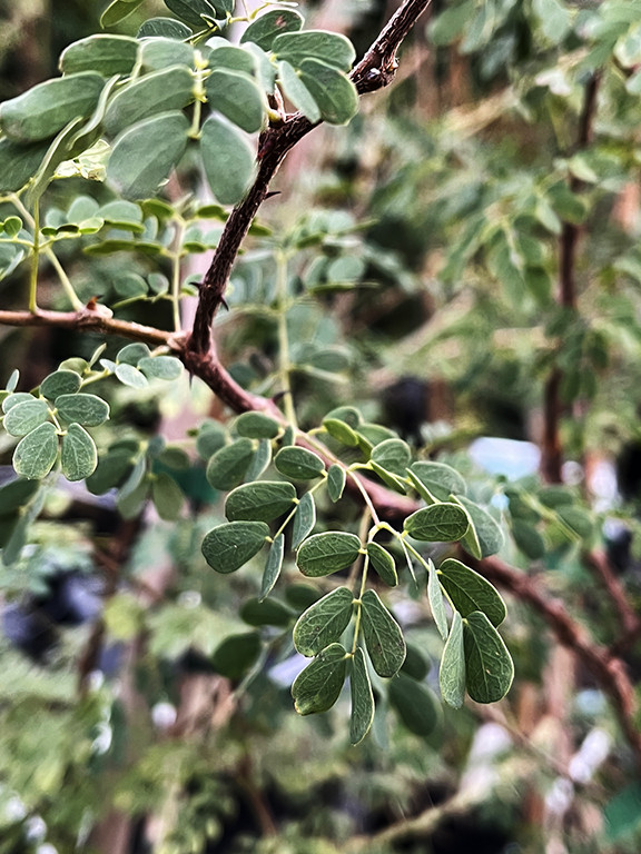 Acacia senegal var. rostrata