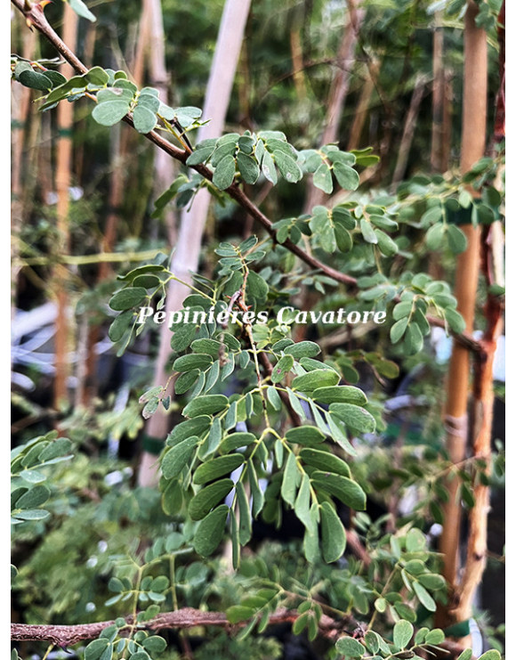Acacia senegal var. rostrata