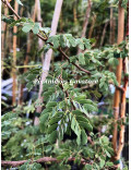 Acacia senegal var. rostrata