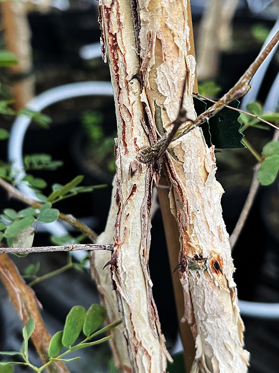 Acacia senegal var. rostrata