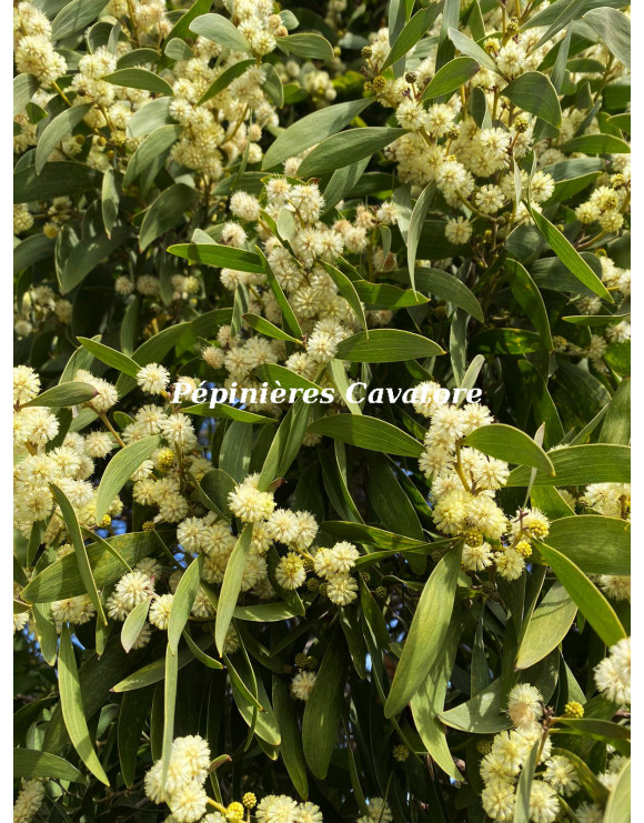 Acacia melanoxylon