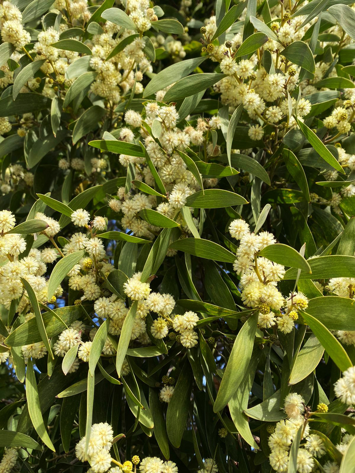 Acacia melanoxylon