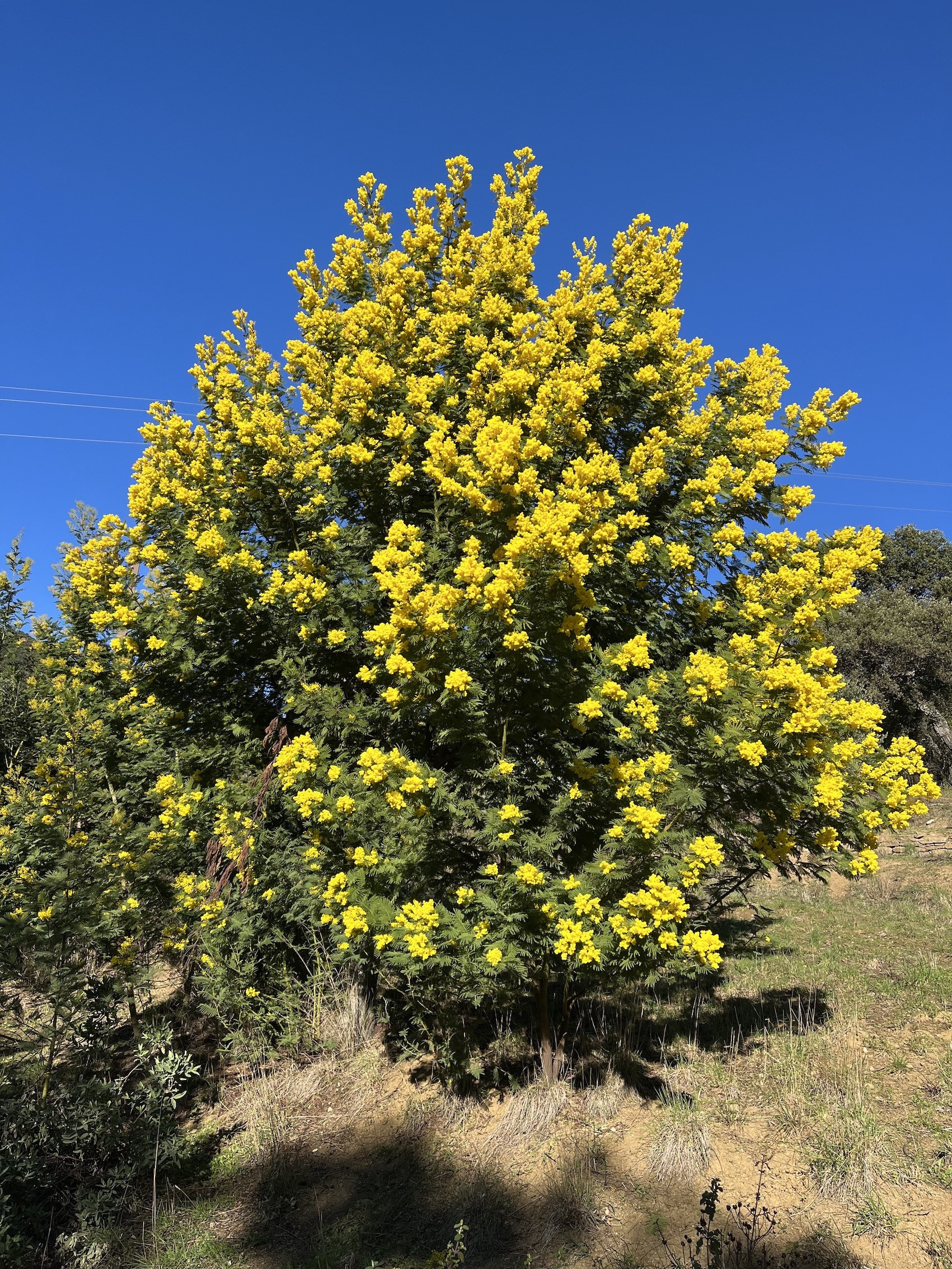 Acacia dealbata 'Mirandole X'