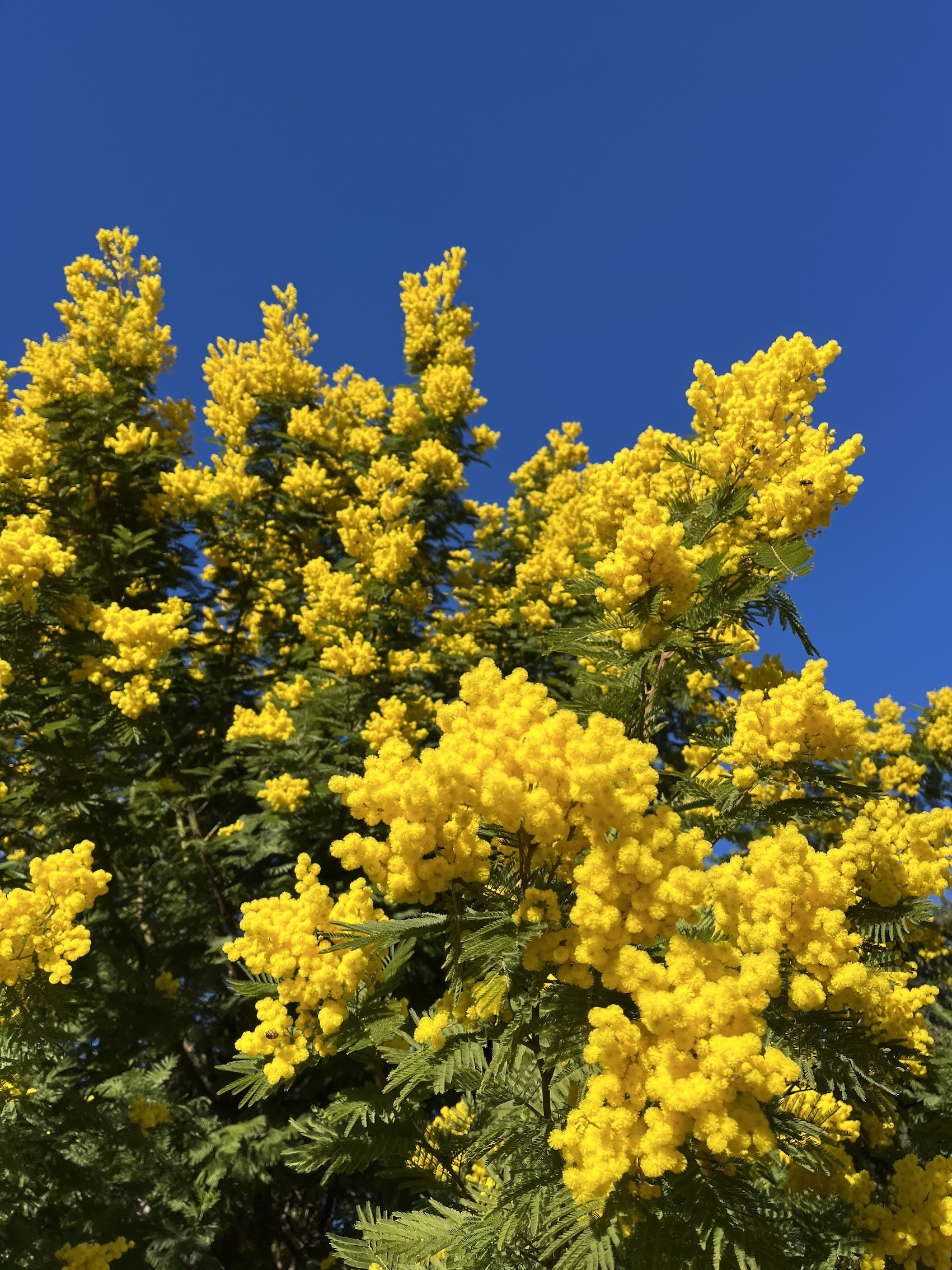 Acacia dealbata 'Mirandole X'