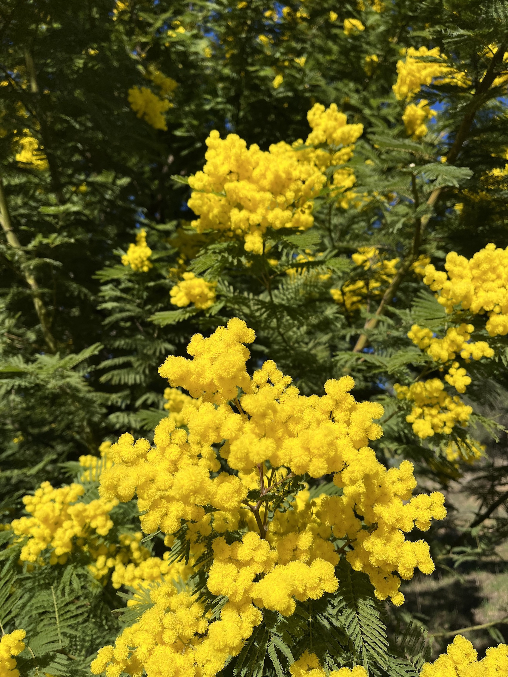 Acacia dealbata 'Mirandole X'