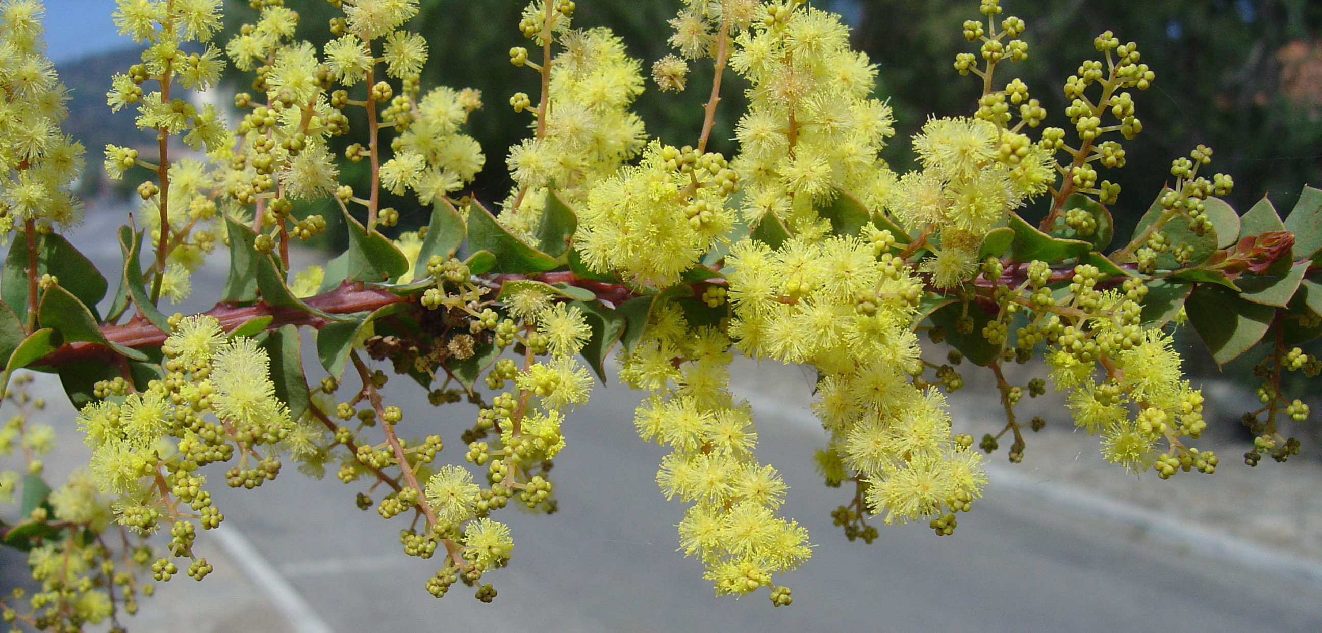 Acacia pravissima