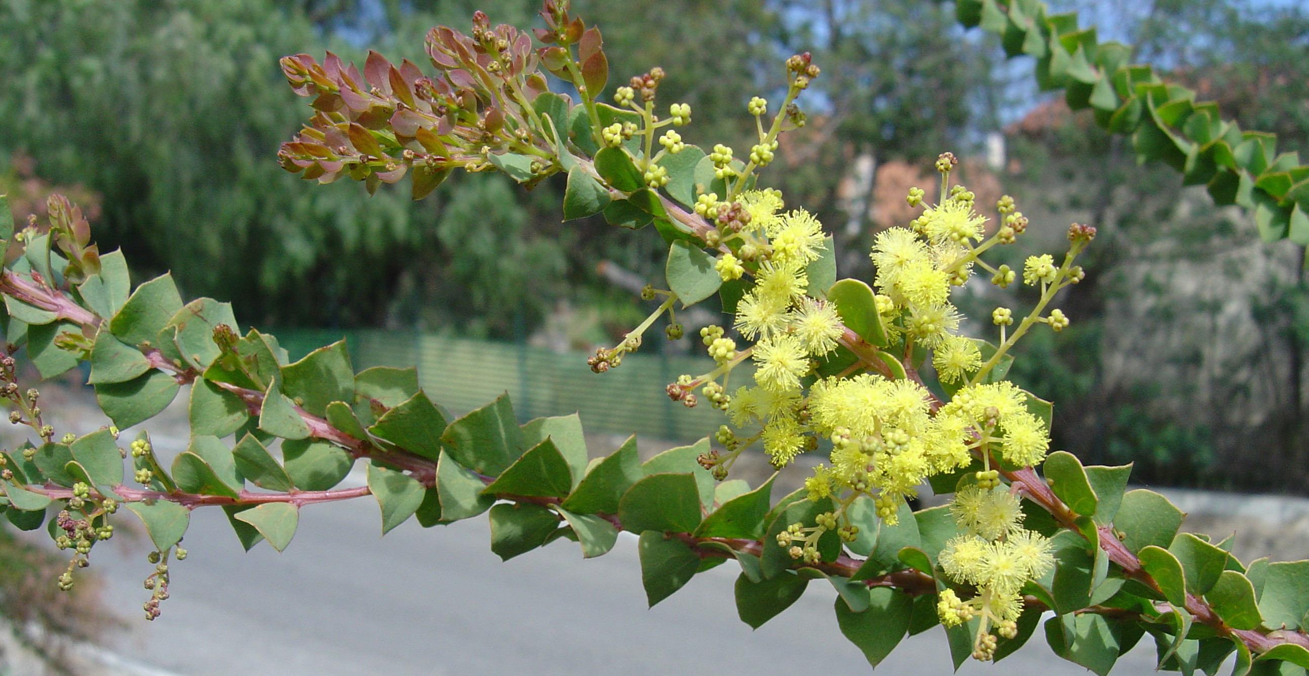 Acacia pravissima