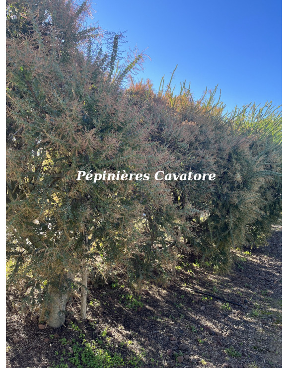 Acacia pravissima 'Red Tips'