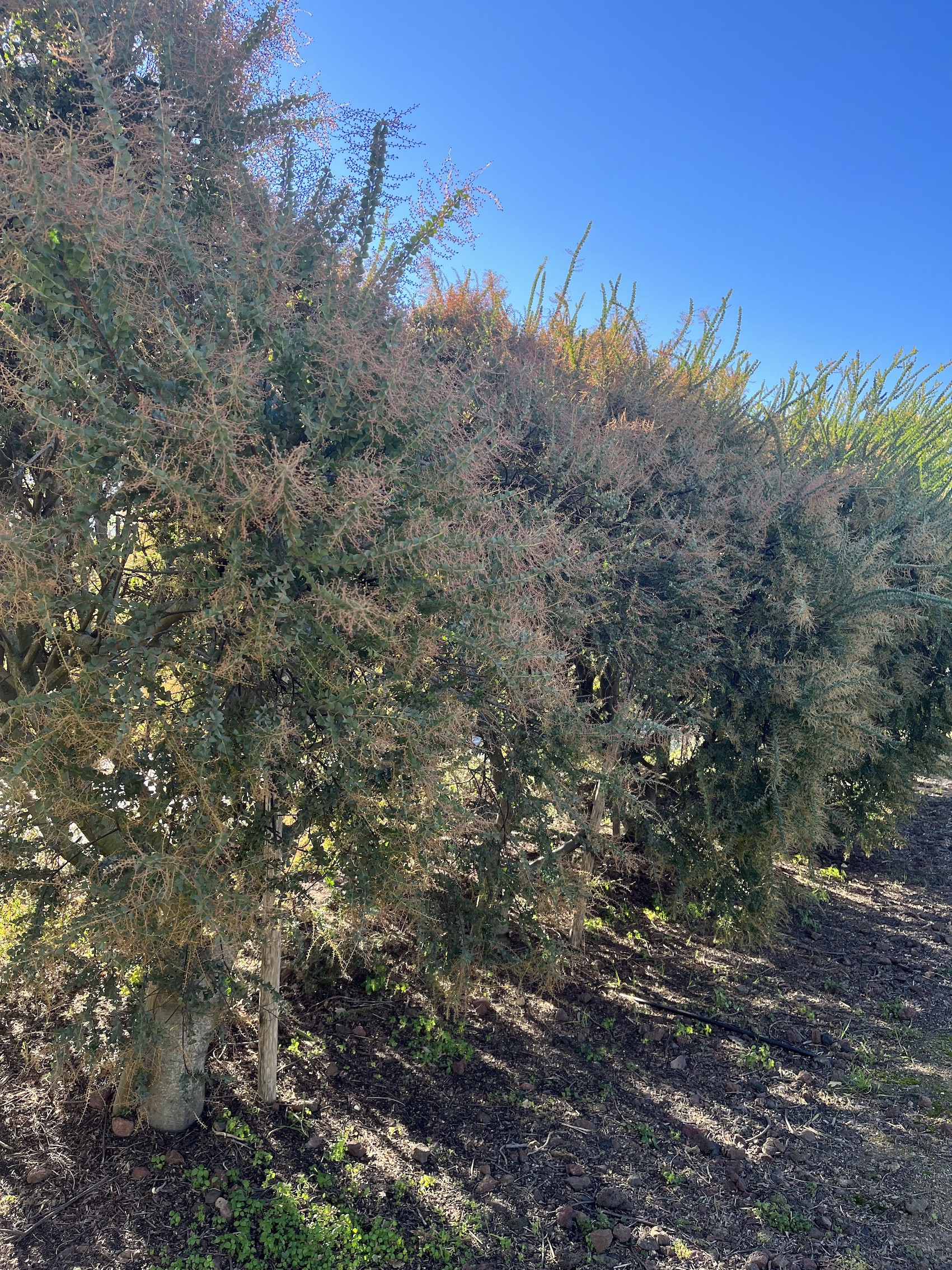 Acacia pravissima 'Red Tips'