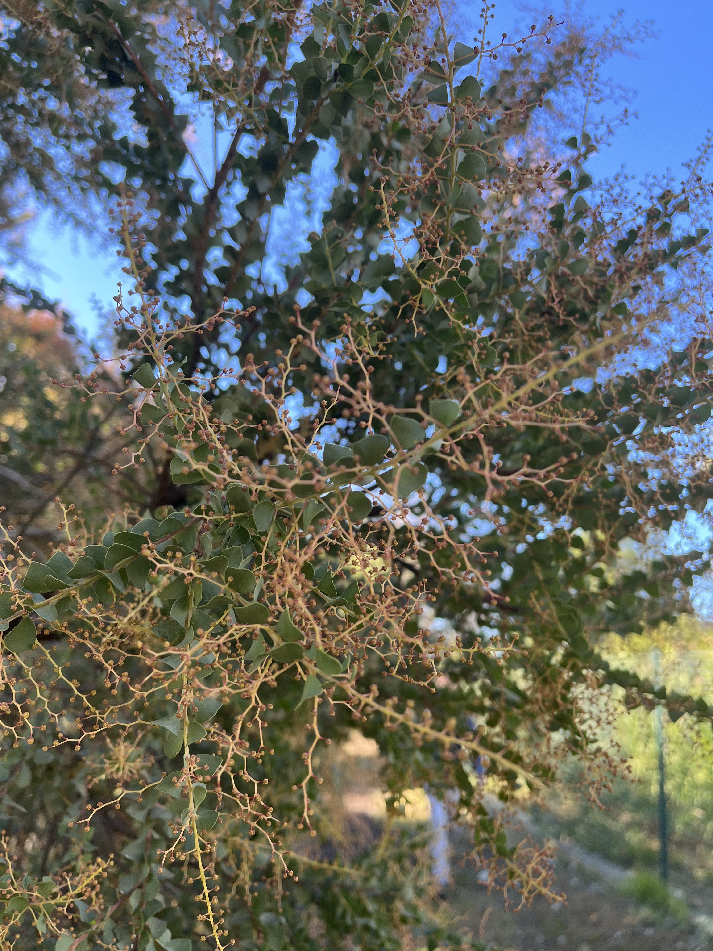 Acacia pravissima 'Red Tips'