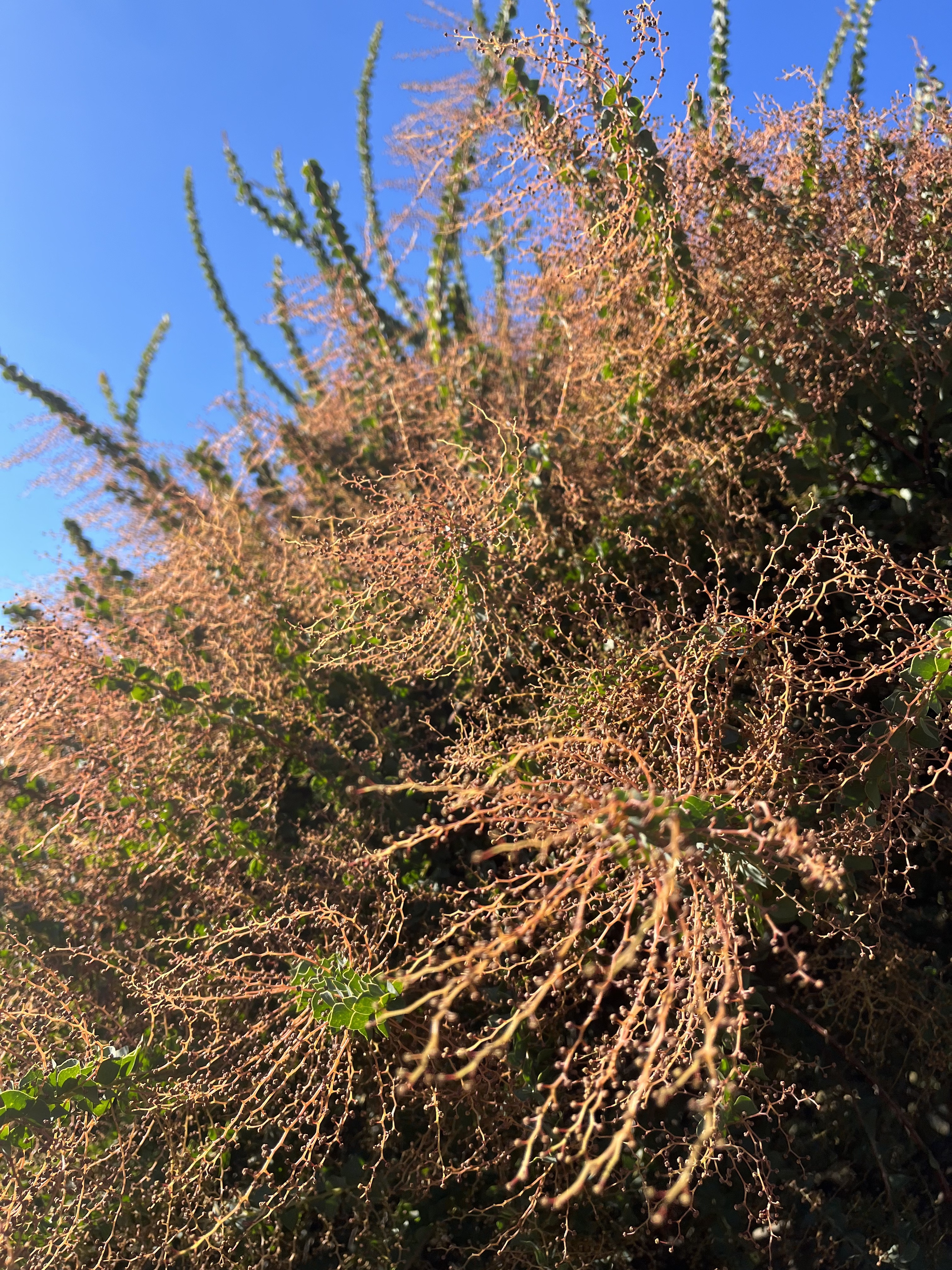 Acacia pravissima 'Red Tips'