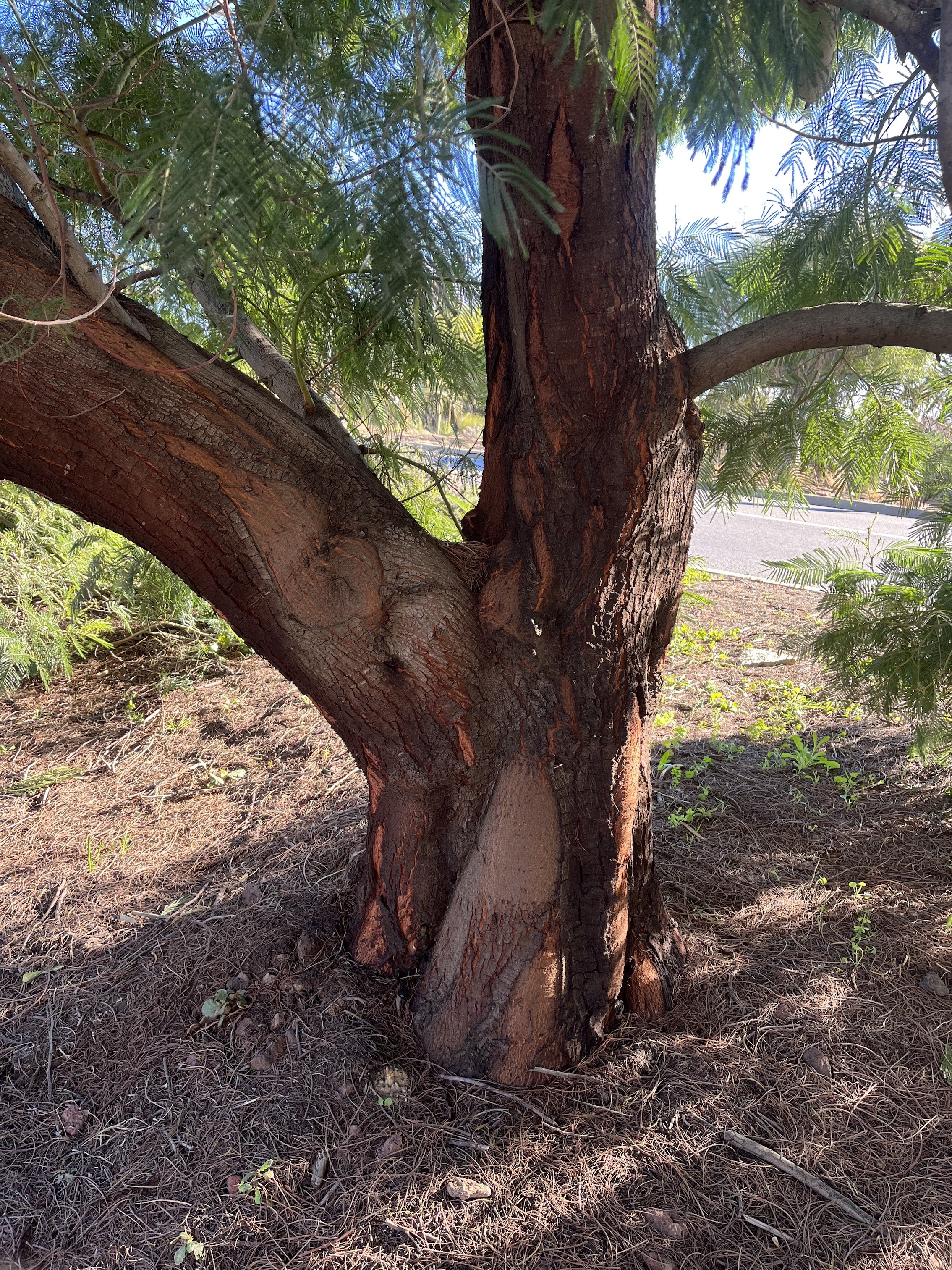 Acacia mearnsii 'Aestivalis'