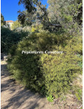 Acacia enterocarpa