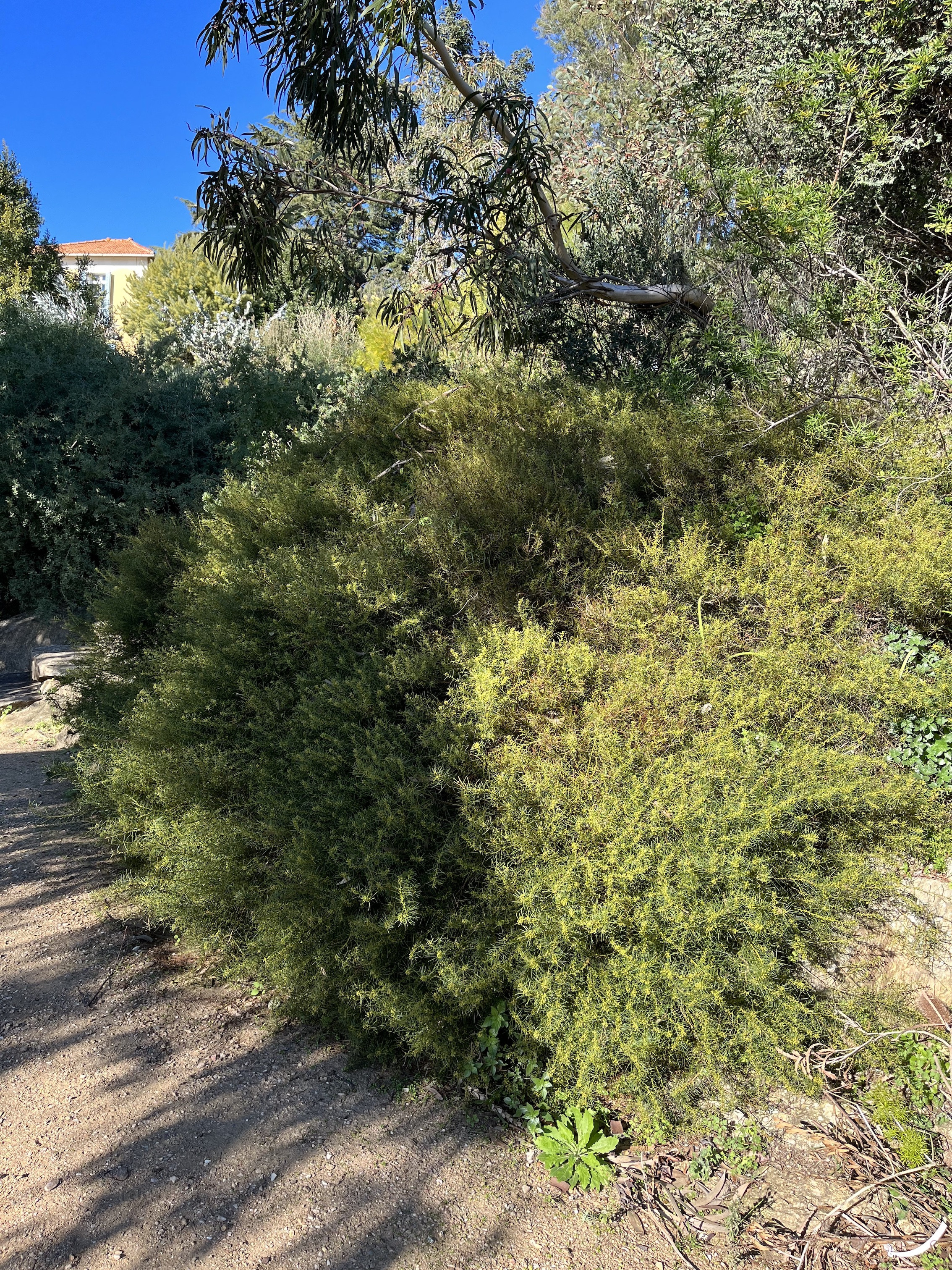 Acacia enterocarpa