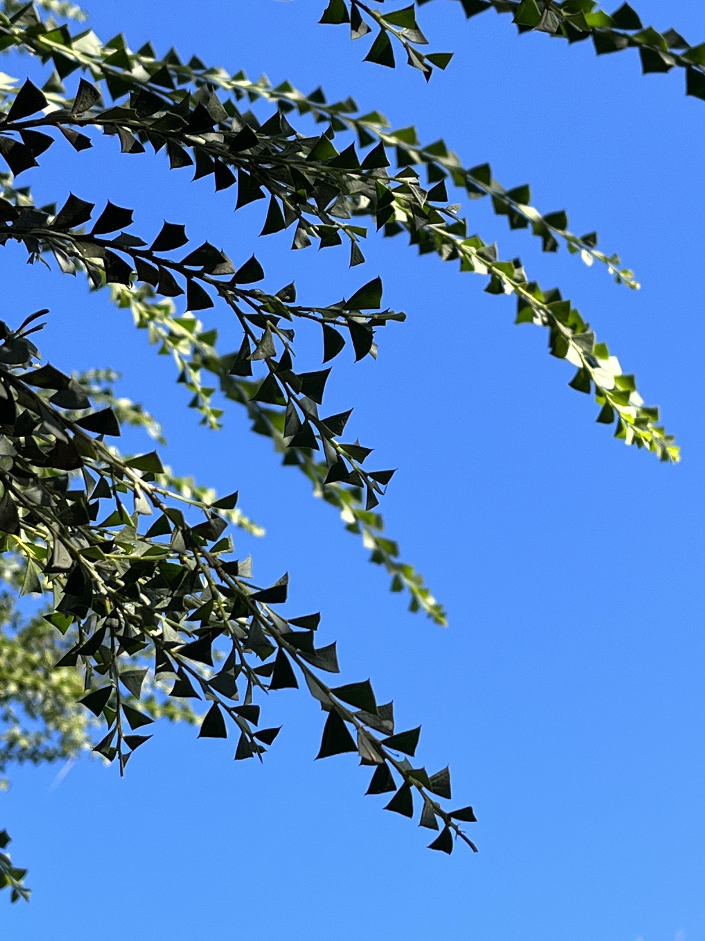 Acacia littorea