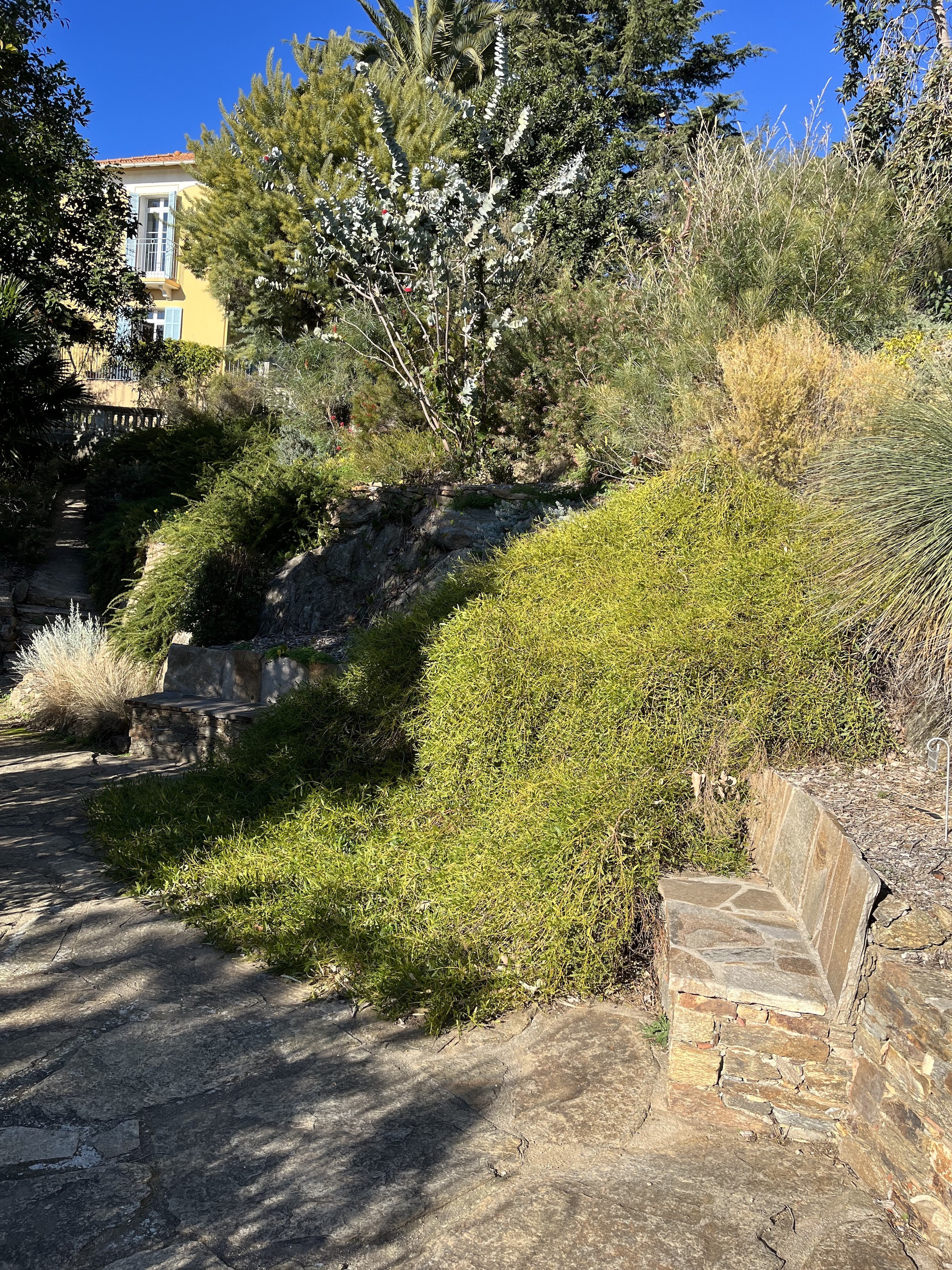 Acacia longifolia 'Prostrate'