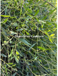 Acacia longifolia 'Prostrate'