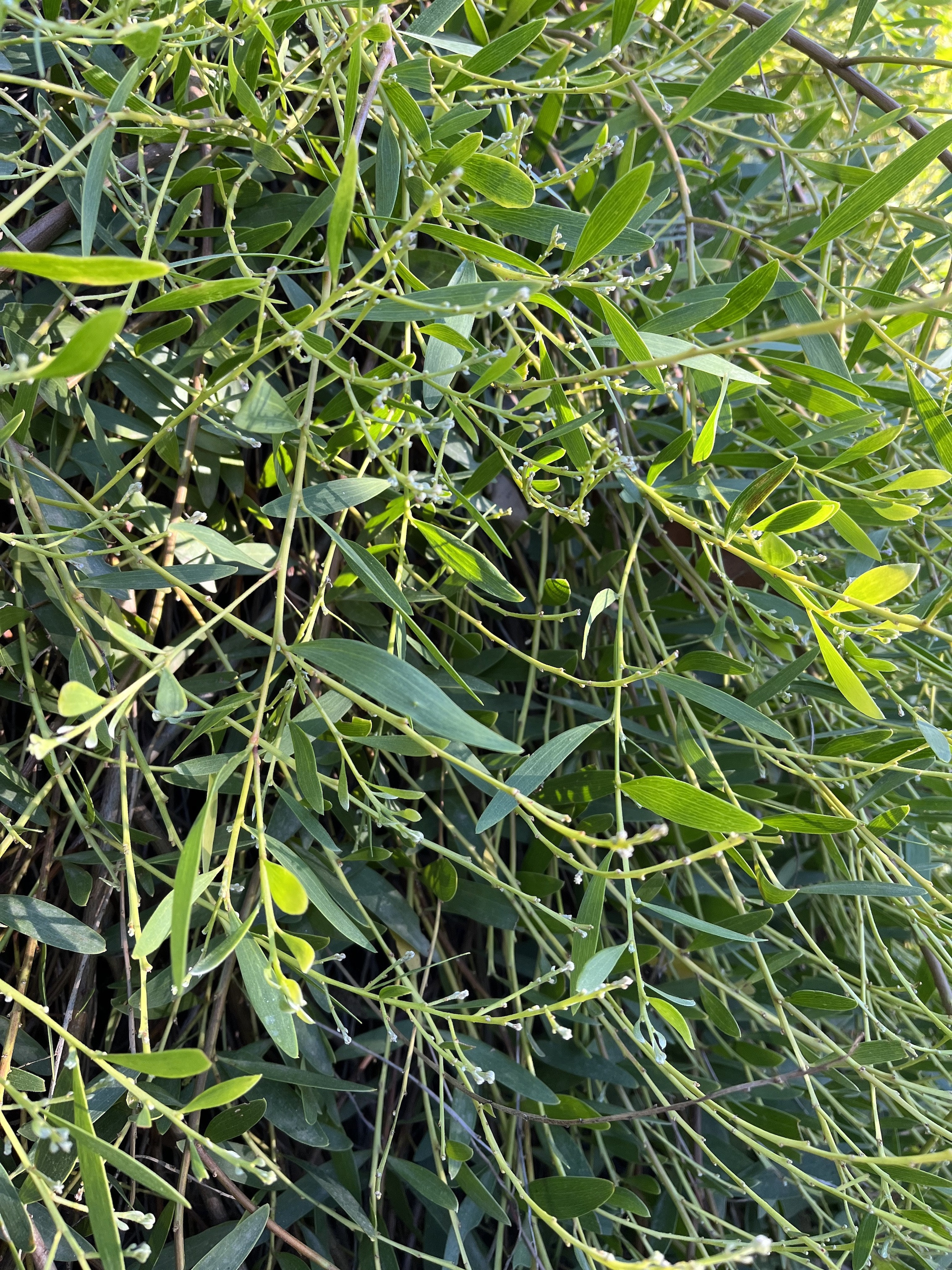 Acacia longifolia 'Prostrate'