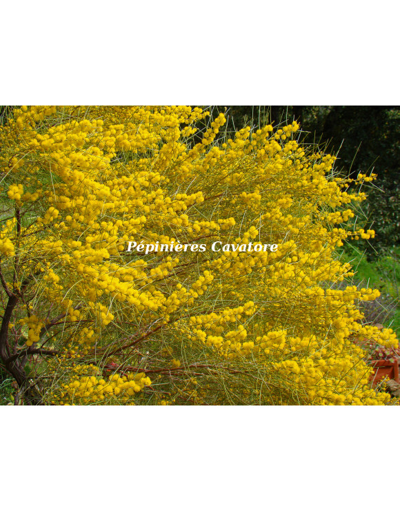 Acacia rigens