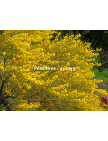 Acacia rigens