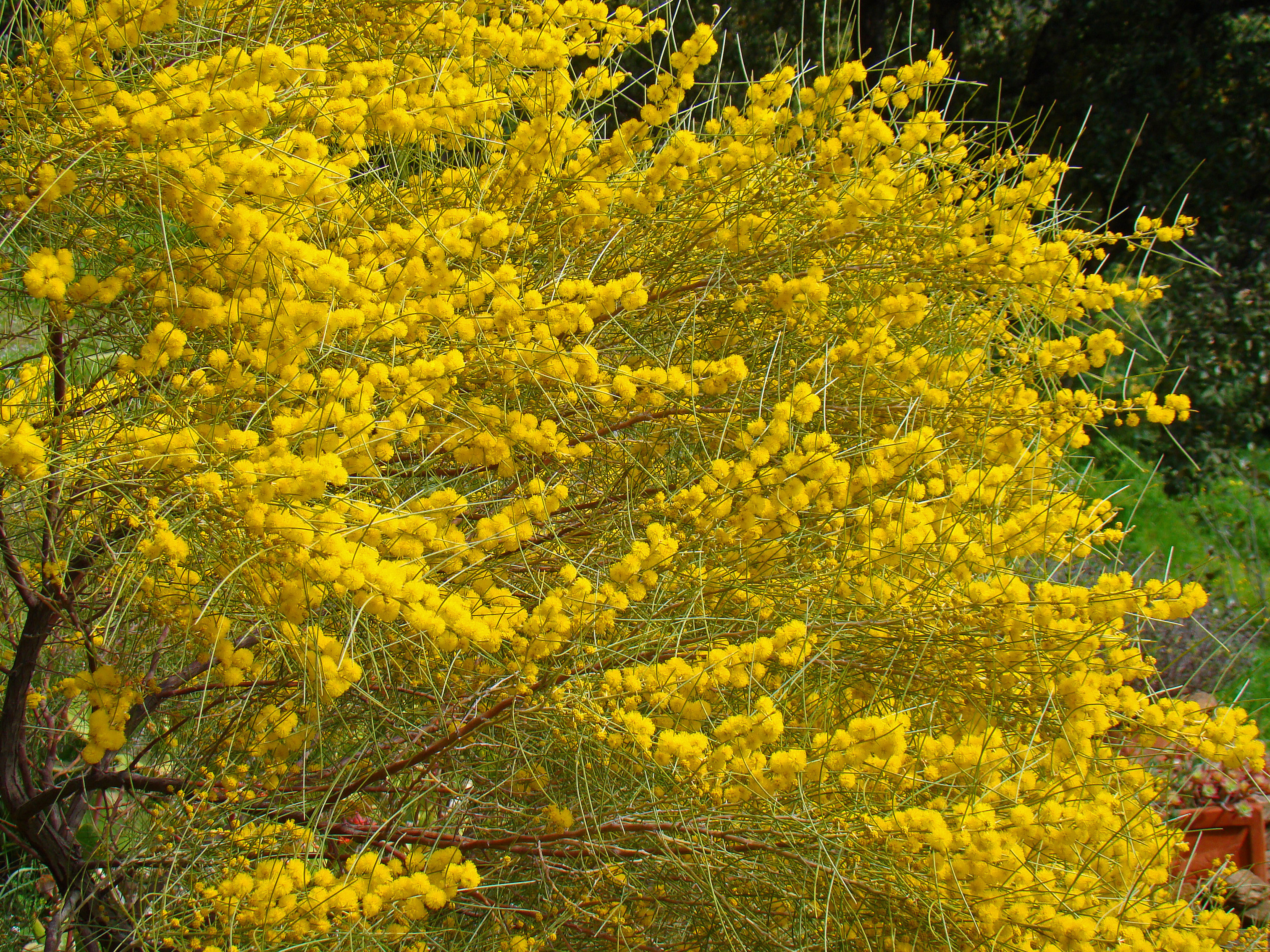Acacia rigens